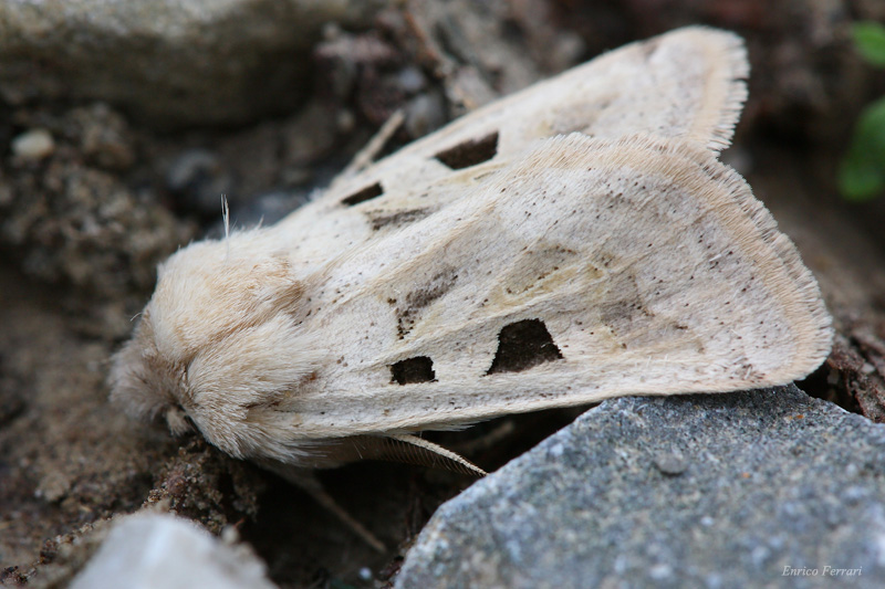 Noctuidae  poco comune